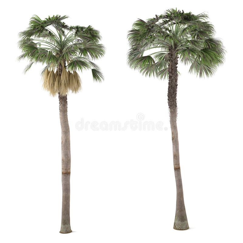 Árbol de la planta de la palma aislado. Washingtonia Robusta stock de ilustración Árbol de la planta de la palma aislado. Washingtonia Robusta stock de ilustración