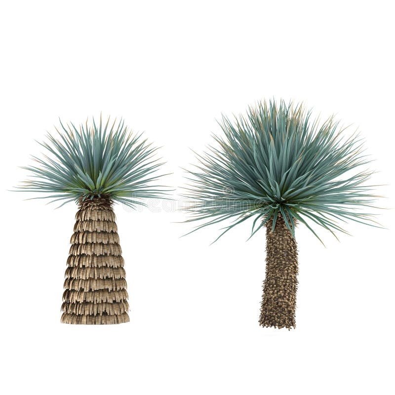 Árbol de la planta de la palma aislado. Yuca Elat libre illustration Árbol de la planta de la palma aislado. Yuca Elat libre illustration