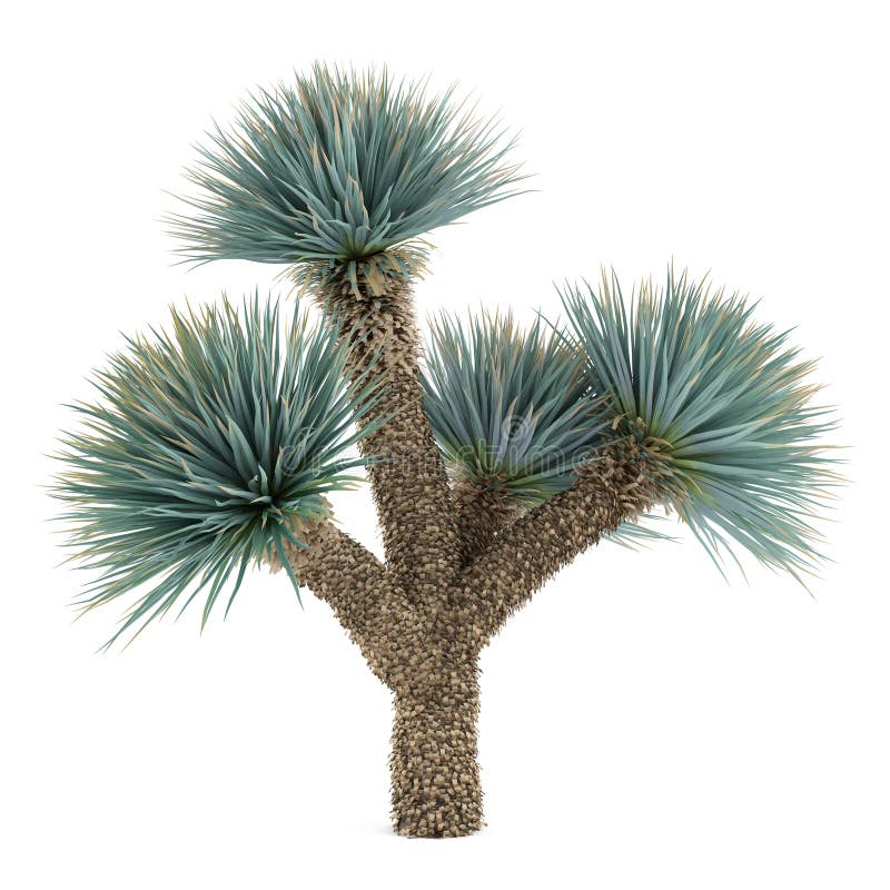 Árbol de la planta de la palma aislado. Yuca Elat ilustración del vector Árbol de la planta de la palma aislado. Yuca Elat ilustración del vector