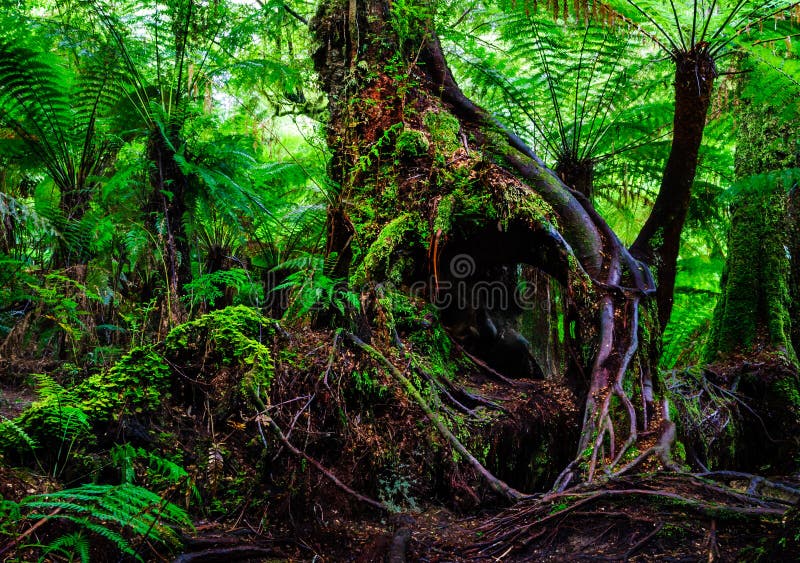 Vicotria australia tree root rainforest fern. Vicotria australia tree root rainforest fern