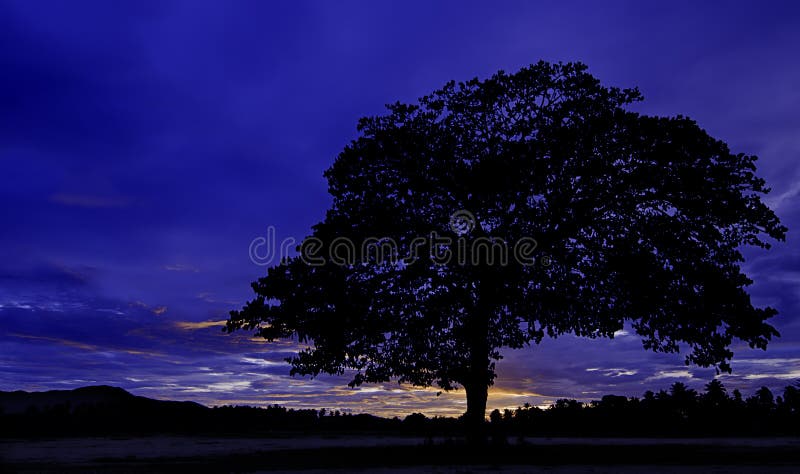 Árbol de la silueta imágenes de archivo libres de regalías