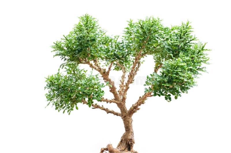 Árbol de los bonsais - enano del paniculata de Murraya fotografía de archivo libre de regalías Árbol de los bonsais - enano del paniculata de Murraya fotografía de archivo libre de regalías