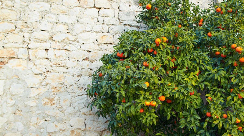 Mandarin tree and old wall. Mandarin tree and old wall