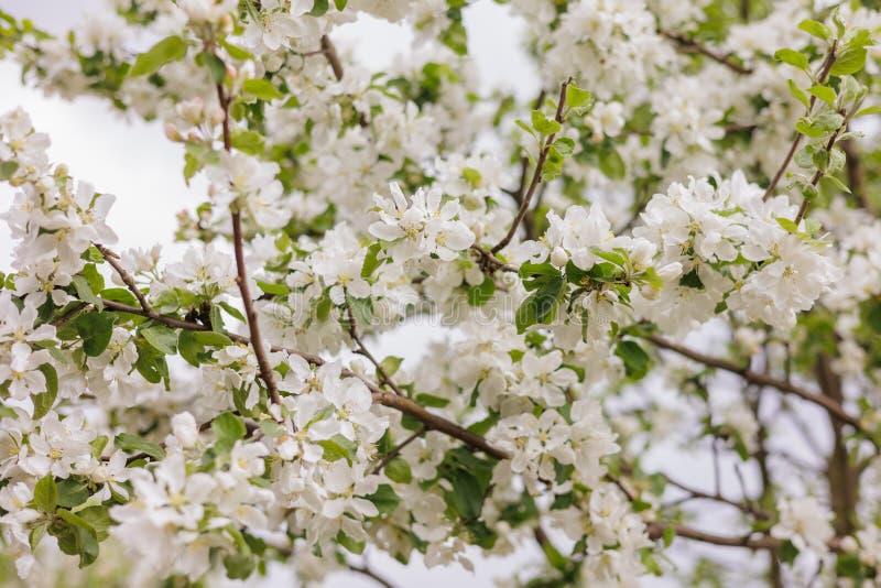 blooming apple tree. soft selective focus on the flowers of the fruit tree, the ripening of the harvest of apples or pears in the garden. farming and agriculture, grow vegetables fruits and herbs. beautiful spring flowers. blooming apple tree. soft selective focus on the flowers of the fruit tree, the ripening of the harvest of apples or pears in the garden. farming and agriculture, grow vegetables fruits and herbs. beautiful spring flowers