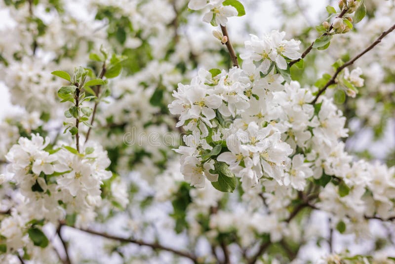 blooming apple tree. soft selective focus on the flowers of the fruit tree, the ripening of the harvest of apples or pears in the garden. farming and agriculture, grow vegetables fruits and herbs. beautiful spring flowers. blooming apple tree. soft selective focus on the flowers of the fruit tree, the ripening of the harvest of apples or pears in the garden. farming and agriculture, grow vegetables fruits and herbs. beautiful spring flowers