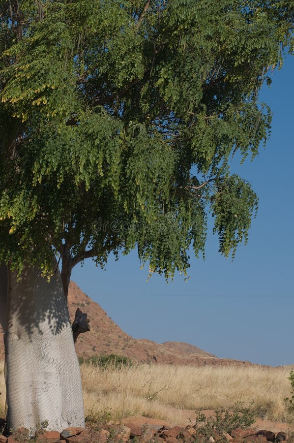 Partial view of moringa tree growing in Namibia which is widely used for medicine. Partial view of moringa tree growing in Namibia which is widely used for medicine