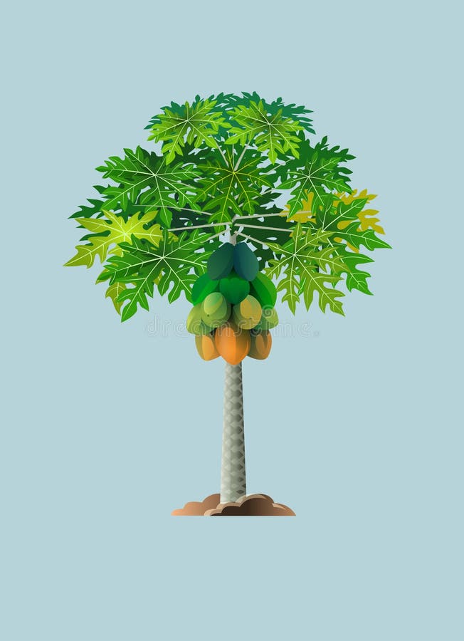 Ciclo Del Crecimiento De Una Planta De La Papaya En Un Fondo Blanco