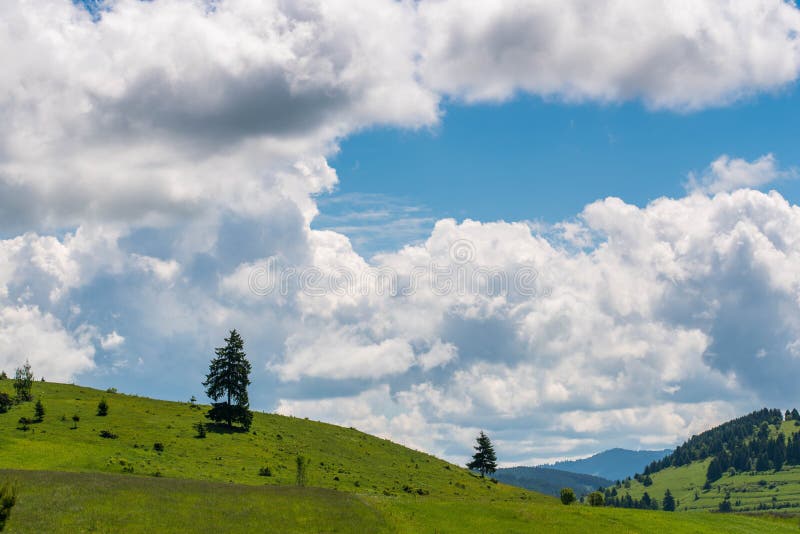 Árbol de pino en la colina, valle en el lado derecho, cielo azul con las nubes blancas imagen de archivo libre de regalías Árbol de pino en la colina, valle en el lado derecho, cielo azul con las nubes blancas imagen de archivo libre de regalías