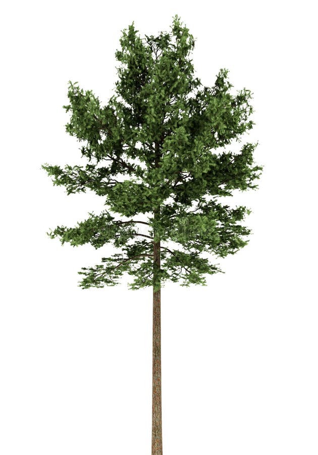 Árbol de pino escocés aislado en blanco