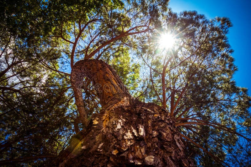 Árbol de pino imperecedero alto viejo, visión desde la parte inferior para arriba, rayos del sol que hacen su manera a través de imágenes de archivo libres de regalías Árbol de pino imperecedero alto viejo, visión desde la parte inferior para arriba, rayos del sol que hacen su manera a través de imágenes de archivo libres de regalías