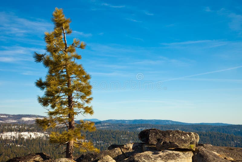 Árbol de pino solitario fotografía de archivo Árbol de pino solitario fotografía de archivo