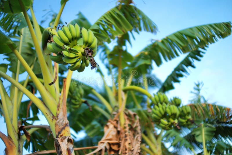 Árbol De Plátano Con La Fruta Del Plátano En Vietnam Foto de archivo
