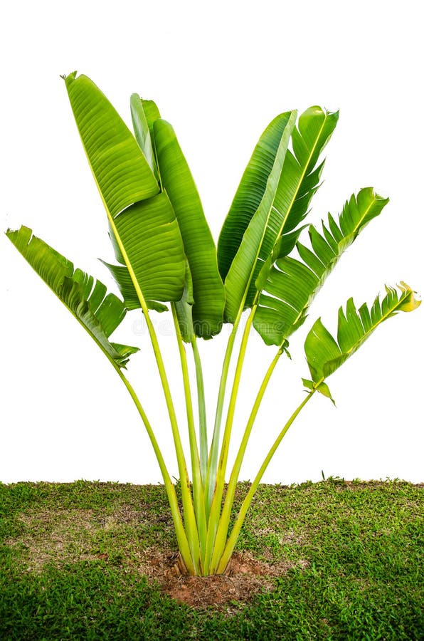 Hojas Grandes Del Verde En árbol De Plátano Foto de archivo Imagen de