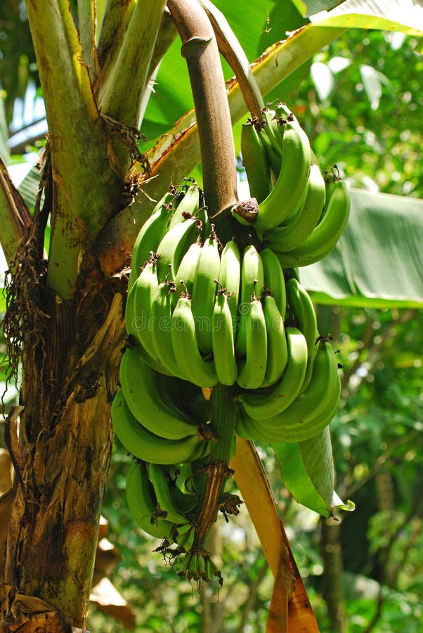 Árbol De Plátano Con Un Manojo De Plátanos Foto de archivo Imagen de