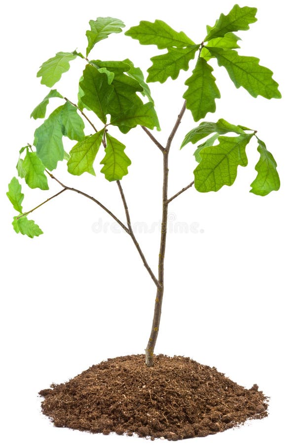 Árbol de roble de ocho años foto de archivo libre de regalías Árbol de roble de ocho años foto de archivo libre de regalías