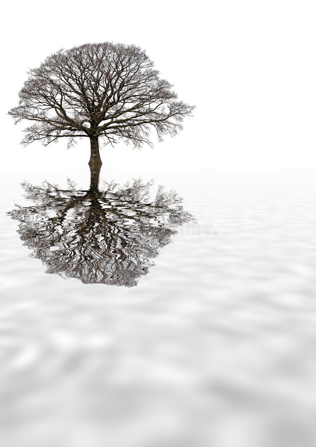 Roble de Invierno fotografía de archivo