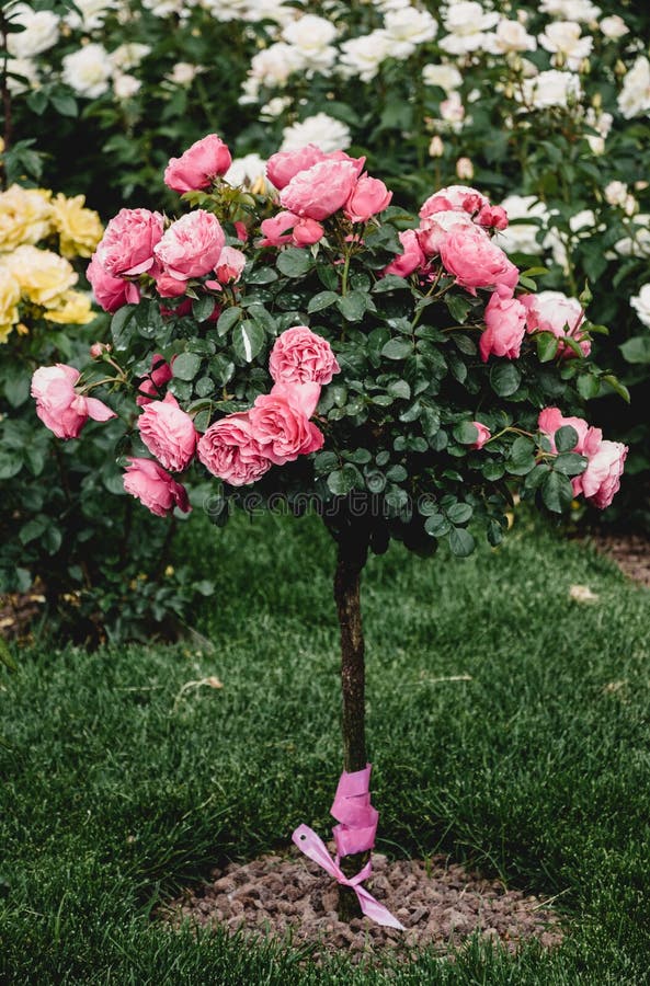 Árbol De Rose Con Las Rosas Rosadas En Un Jardín Imagen de archivo
