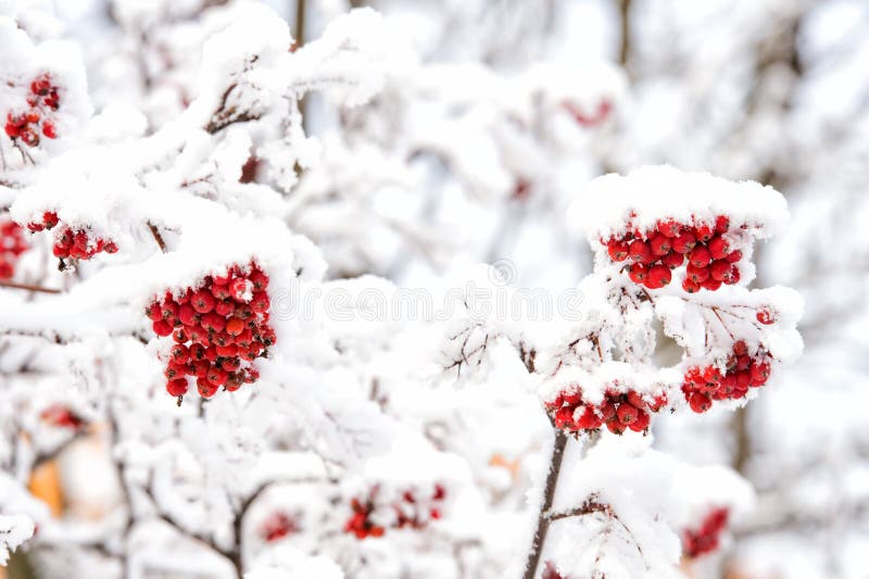 Rowan tree covered with snow. Branches with red berries in frost. Christmas or new year concept. Winter nature background. Season greetings and holidays celebration. Rowan tree covered with snow. Branches with red berries in frost. Christmas or new year concept. Winter nature background. Season greetings and holidays celebration.