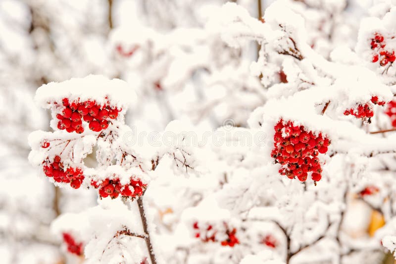 Rowan tree covered with snow. Branches with red berries in frost. Christmas or new year concept. Winter nature background. Season greetings and holidays celebration. Rowan tree covered with snow. Branches with red berries in frost. Christmas or new year concept. Winter nature background. Season greetings and holidays celebration.