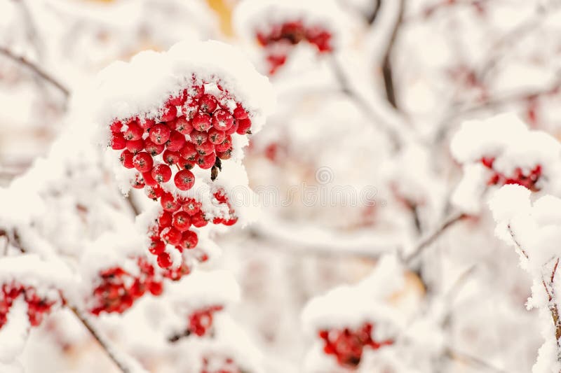 Rowan tree covered with snow. Branches with red berries in frost. Winter nature background. Christmas or new year concept. Season greetings and holidays celebration. Rowan tree covered with snow. Branches with red berries in frost. Winter nature background. Christmas or new year concept. Season greetings and holidays celebration.