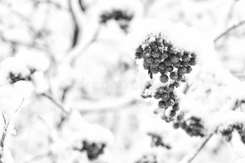 Rowan tree covered with snow. Branches with red berries in frost. Winter nature background. Christmas or new year concept. Season greetings and holidays celebration. Rowan tree covered with snow. Branches with red berries in frost. Winter nature background. Christmas or new year concept. Season greetings and holidays celebration.