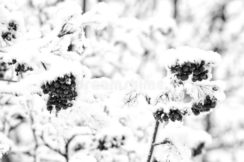 Rowan tree covered with snow. Branches with red berries in frost. Christmas or new year concept. Winter nature background. Season greetings and holidays celebration. Rowan tree covered with snow. Branches with red berries in frost. Christmas or new year concept. Winter nature background. Season greetings and holidays celebration.