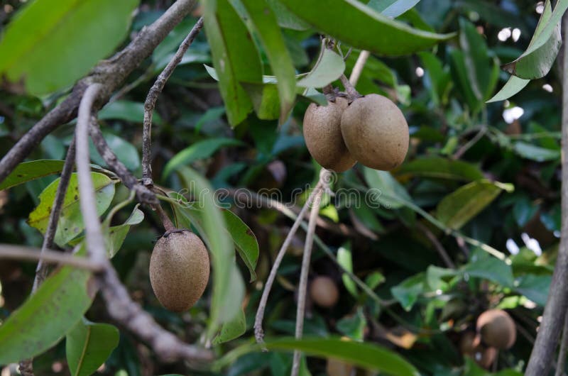 130 árbol De Zapote Fotos Libres de Derechos y Gratuitas de Dreamstime