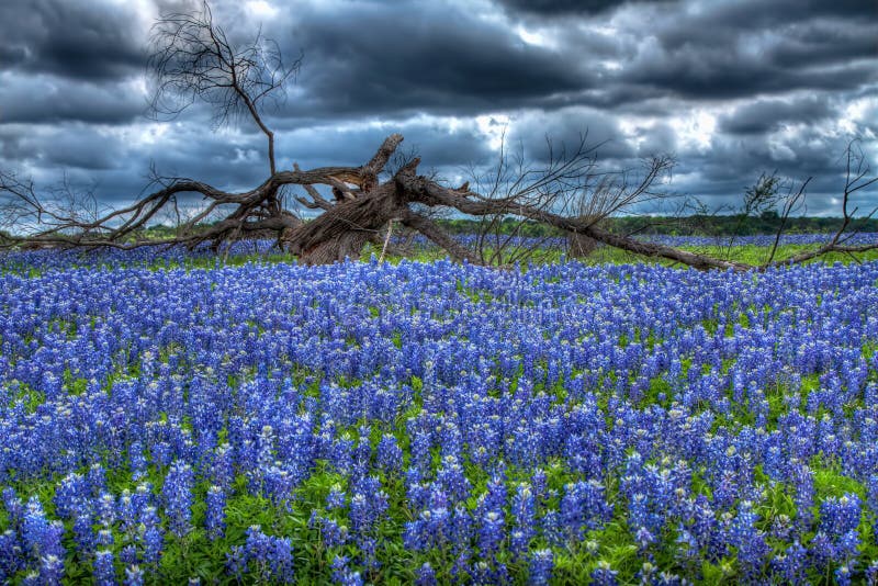 Árbol del Bluebonnet fotos de archivo libres de regalías Árbol del Bluebonnet fotos de archivo libres de regalías
