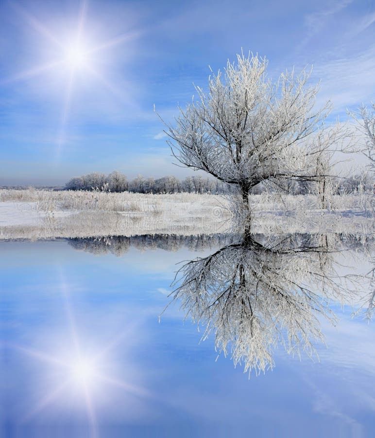 Winter tree near frozen lake with sun reflection. Winter tree near frozen lake with sun reflection