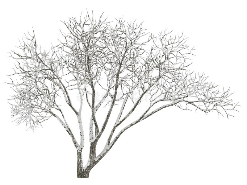 Árbol del invierno en la nieve aislada stock de ilustración Árbol del invierno en la nieve aislada stock de ilustración