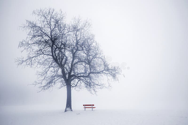 Árbol del invierno en niebla foto de archivo Árbol del invierno en niebla foto de archivo