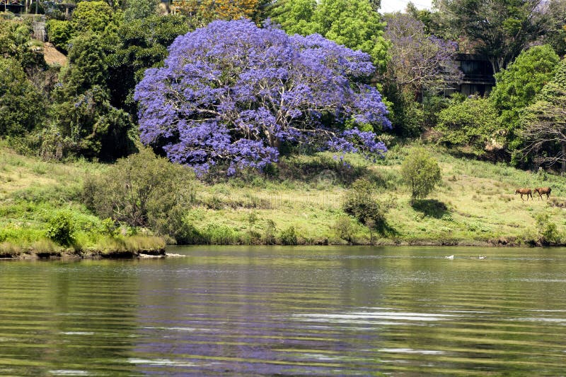 Árbol del Jacaranda en un río