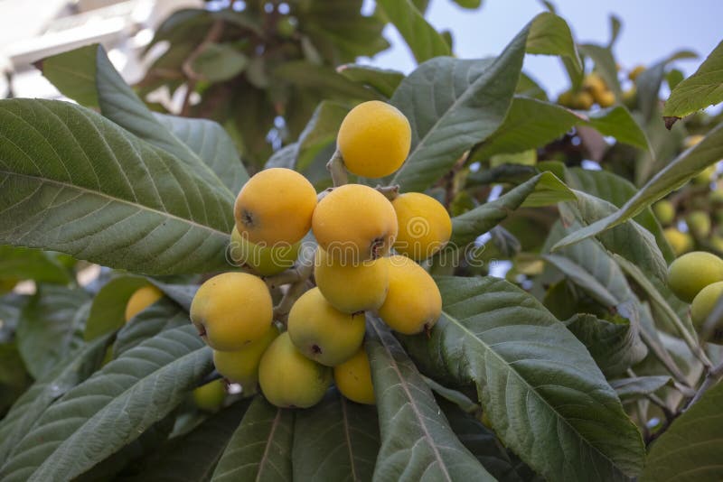 Árbol del japonica del Eriobotrya, árbol frutal fresco en jardín fotos de archivo libres de regalías Árbol del japonica del Eriobotrya, árbol frutal fresco en jardín fotos de archivo libres de regalías