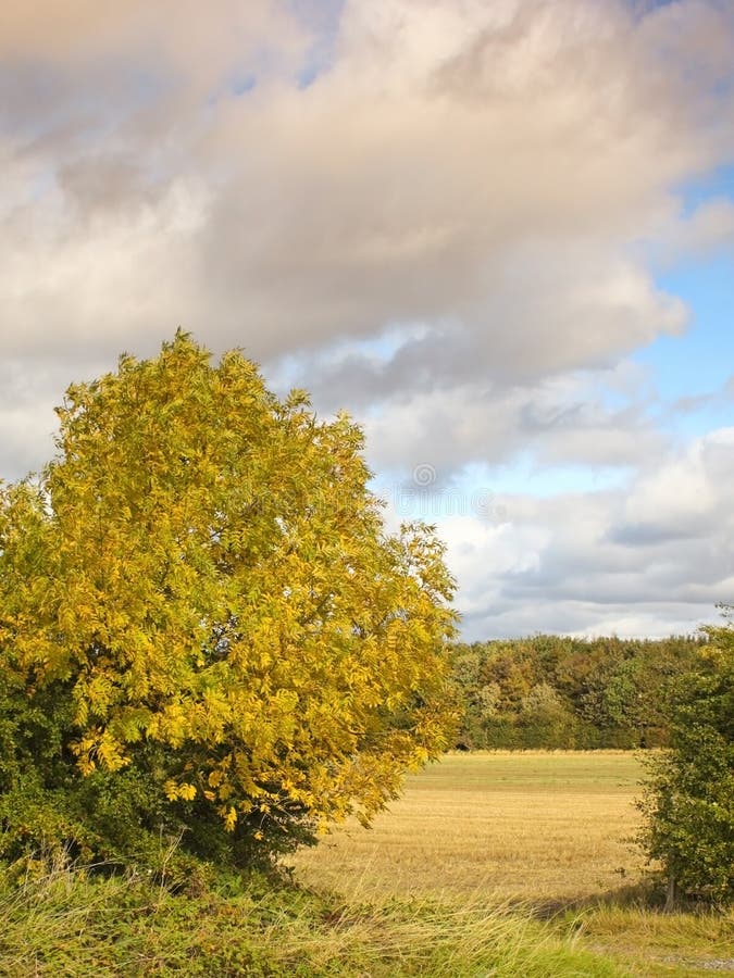 Árbol del otoño fotografía de archivo libre de regalías Árbol del otoño fotografía de archivo libre de regalías