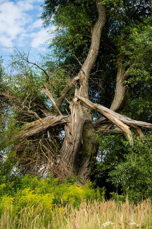 Relámpago del árbol foto de archivo. Imagen de golpe, cubo - 3036906