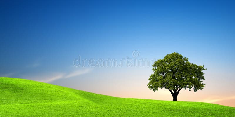 Árbol en un campo verde fotos de archivo libres de regalías