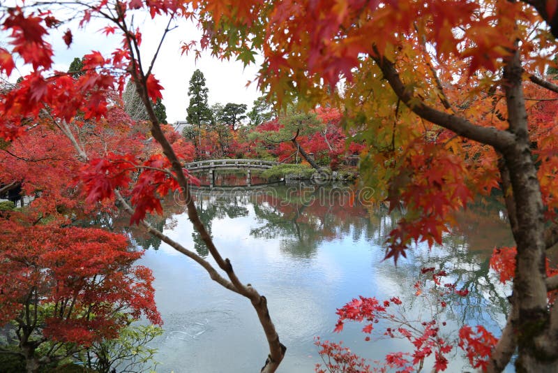 Árbol en otoño en Japón imagen de archivo libre de regalías Árbol en otoño en Japón imagen de archivo libre de regalías