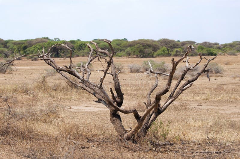 Árbol en sabana fotografía de archivo libre de regalías Árbol en sabana fotografía de archivo libre de regalías