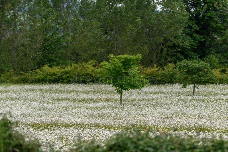 Árbol en un campo de las flores blancas fotografía de archivo libre de regalías Árbol en un campo de las flores blancas fotografía de archivo libre de regalías
