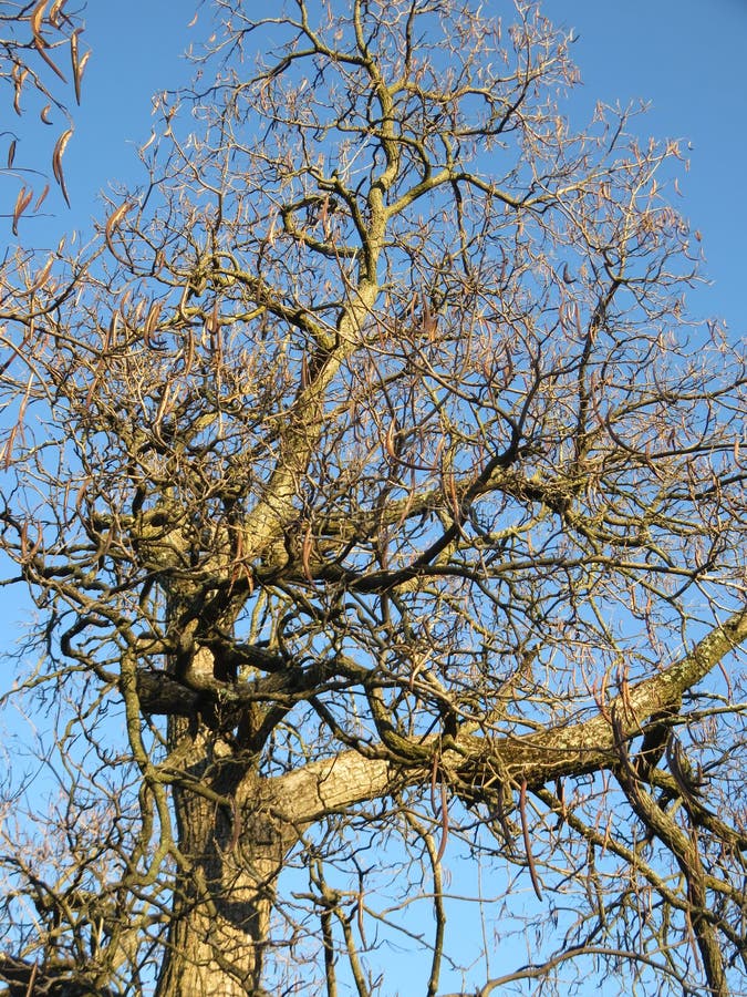 árbol extraño a principios de marzo