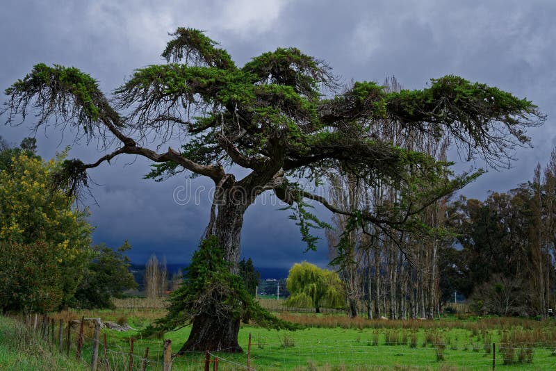 Árbol fantasmagórico con el cielo tempestuoso detrás imagen de archivo Árbol fantasmagórico con el cielo tempestuoso detrás imagen de archivo