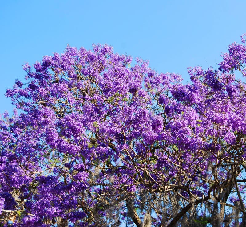 Árbol floreciente del Jacaranda