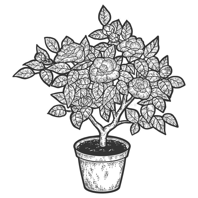 árbol floreciente en una olla. ilustración vectorial de grabado. bosquejo stock de ilustración