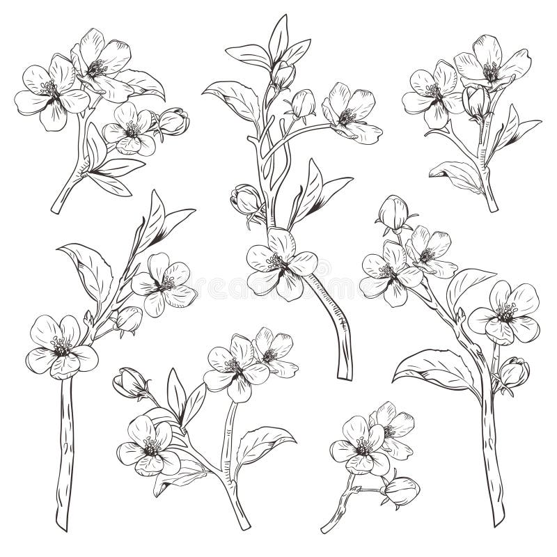 árbol floreciente Fije la colección Dé las ramas botánicas exhaustas del flor en el fondo blanco Ilustración del vector libre illustration árbol floreciente Fije la colección Dé las ramas botánicas exhaustas del flor en el fondo blanco Ilustración del vector libre illustration