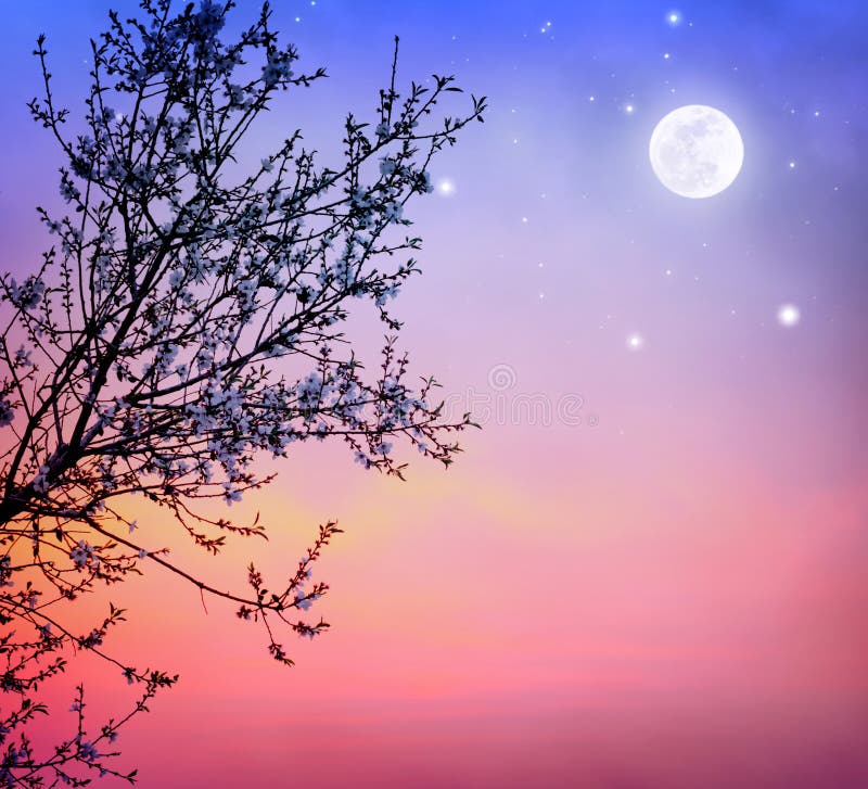 Árbol floreciente sobre el cielo nocturno imágenes de archivo libres de regalías Árbol floreciente sobre el cielo nocturno imágenes de archivo libres de regalías