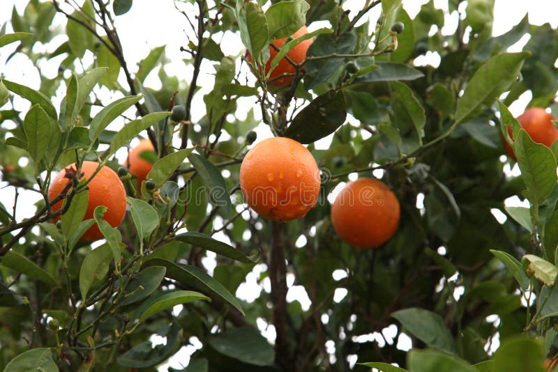 Árbol frutal anaranjado con las naranjas maduras imagen de archivo Árbol frutal anaranjado con las naranjas maduras imagen de archivo