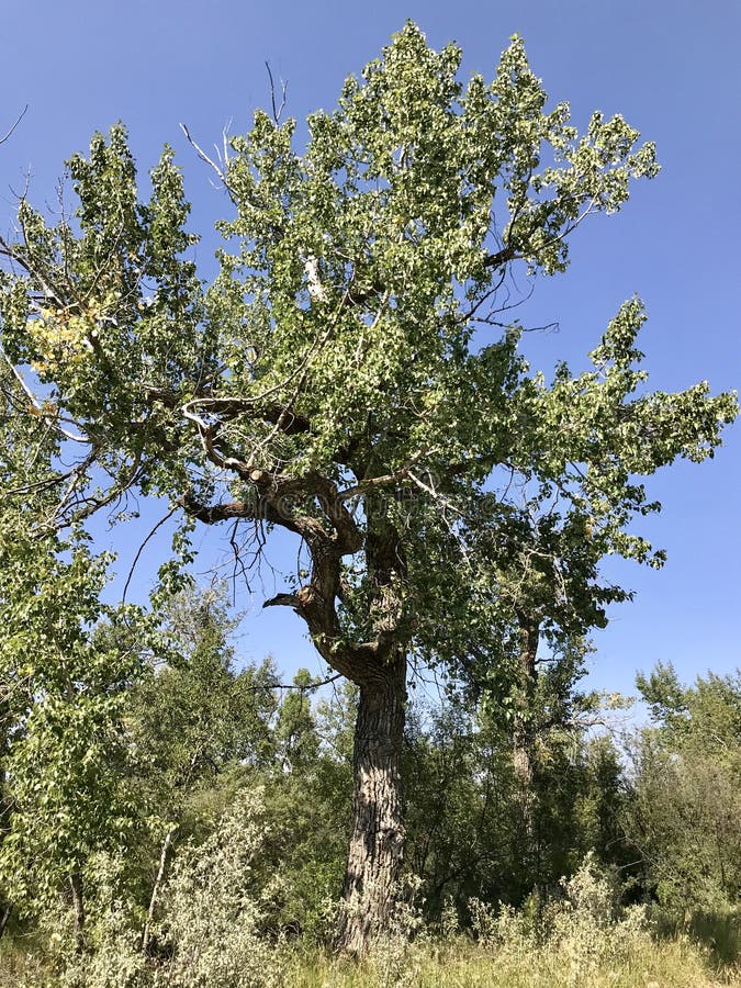 Árbol Gnarly a lo largo de rastros del río de Highwood, Alberta meridional, Canadá foto de archivo Árbol Gnarly a lo largo de rastros del río de Highwood, Alberta meridional, Canadá foto de archivo