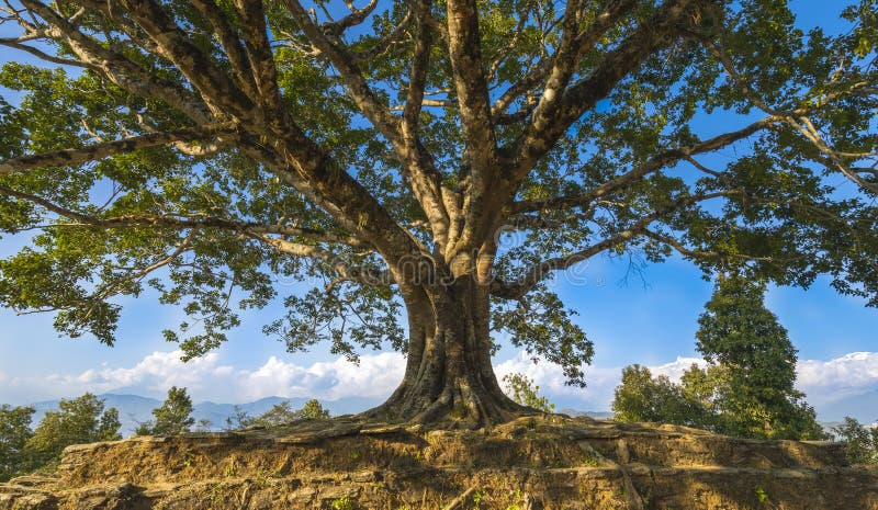 Árbol grande hermoso de PAL del pis en Tal Nepal foto de archivo Árbol grande hermoso de PAL del pis en Tal Nepal foto de archivo