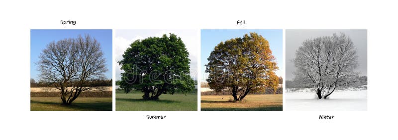 Árbol hermoso cogido en las cuatro estaciones collage fotografía de archivo libre de regalías Árbol hermoso cogido en las cuatro estaciones collage fotografía de archivo libre de regalías