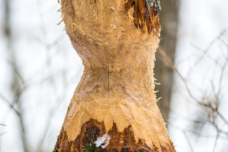 Árbol mordido castor en bosque del invierno